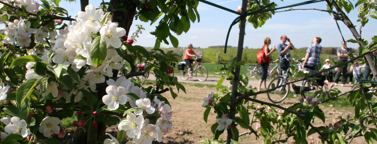 Bloesems fruitbomen copyright Boerenbond