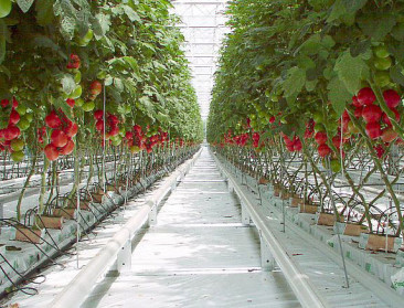 Vlaamse tomatenproductie bereikt dieptepunt
