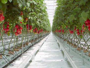 Vlaamse tomatenproductie bereikt dieptepunt