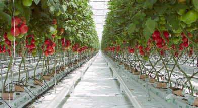 Vlaamse tomatenproductie bereikt dieptepunt