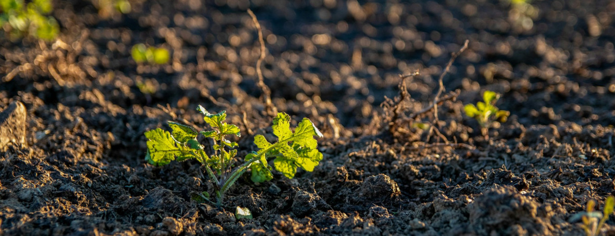 plant bodem_unsplash