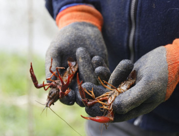 Belgische regio’s en EU binden samen strijd aan tegen invasieve uitheemse soorten