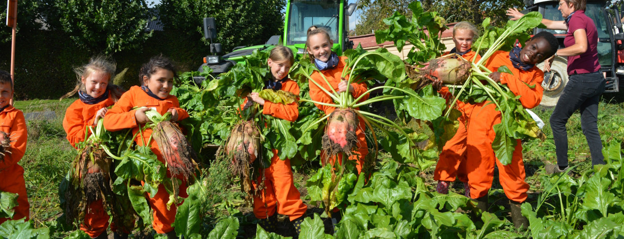 Bietenoogst kindjes boerderijonderwijs