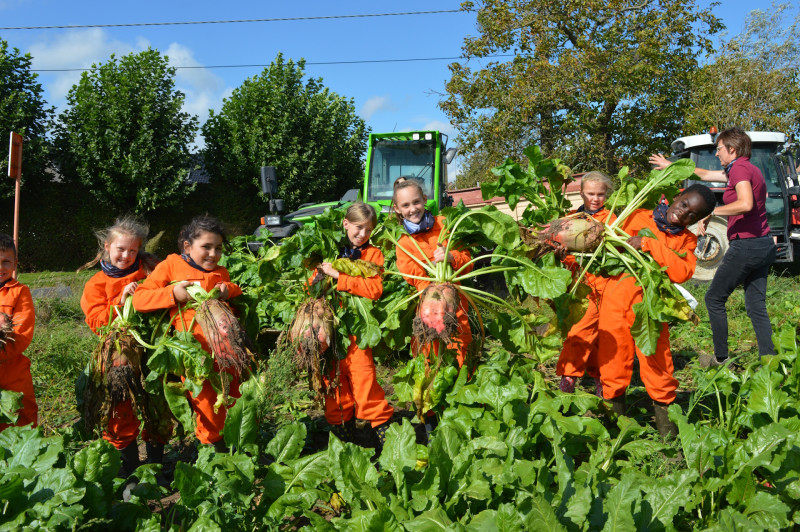 Bietenoogst kindjes boerderijonderwijs