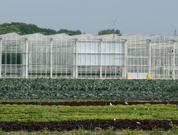 Tussen serre en vastgoed: de strijd om landbouwgrond in Sint-Katelijne-Waver