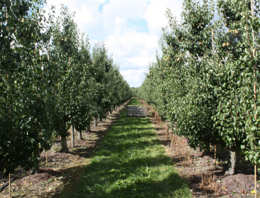 Na de bloesemfeesten is het tijd voor de oogstfeesten