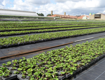 Gemiddeld Belgisch landbouwbedrijf is 41,15 ha groot