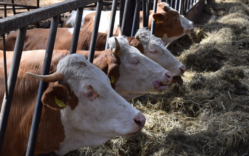 Nederlands stikstofplan oogst meer twijfels dan applaus