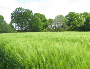Lokaal geteelde hop en brouwgerst voor Brugs bier