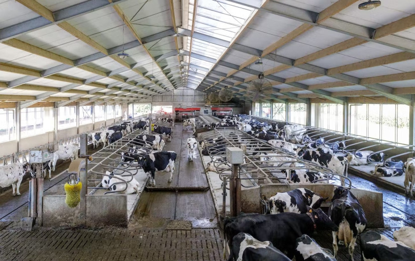 Lely staat aan de vooravond van uitrol gloednieuwe AER-innovatie in Vlaanderen