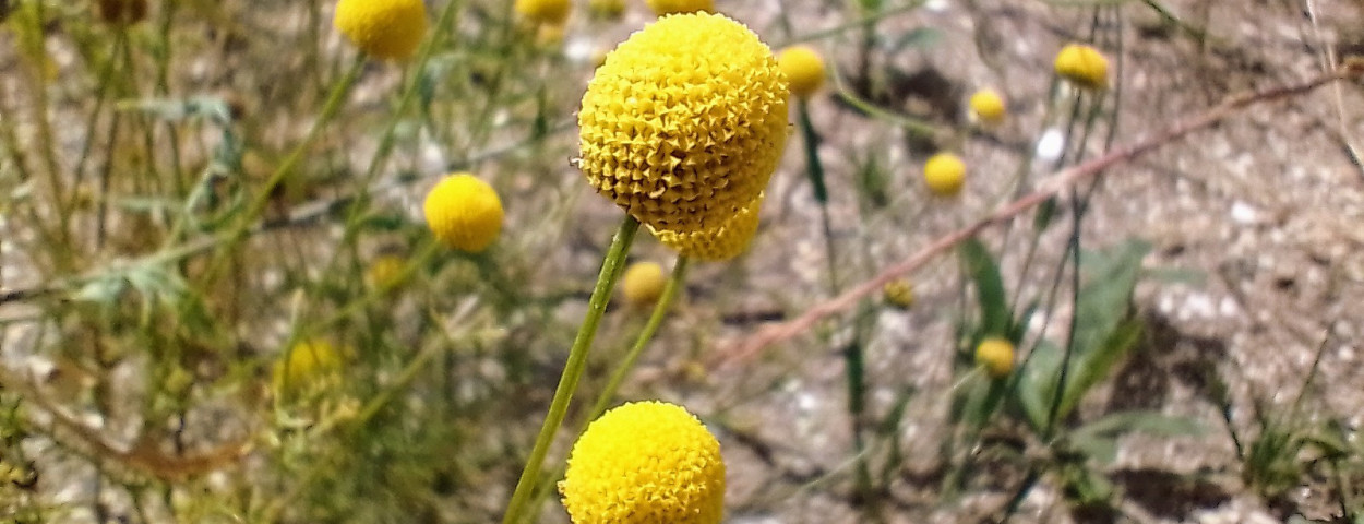 Oncosiphon piluliferum