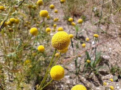 Oncosiphon piluliferum