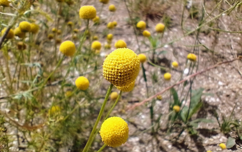 Eén op tien planten is uitheems: hoe schadelijk is dat voor onze natuur?
