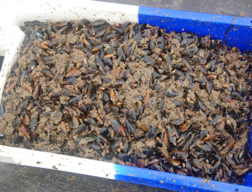 Veelbelovende start voor Belgische 'windmolenmosselen'