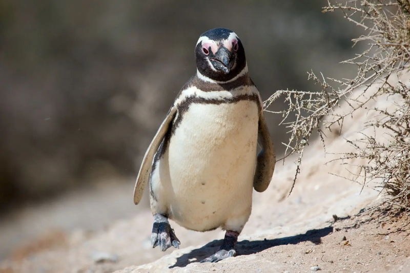Magelhaenpinguïn