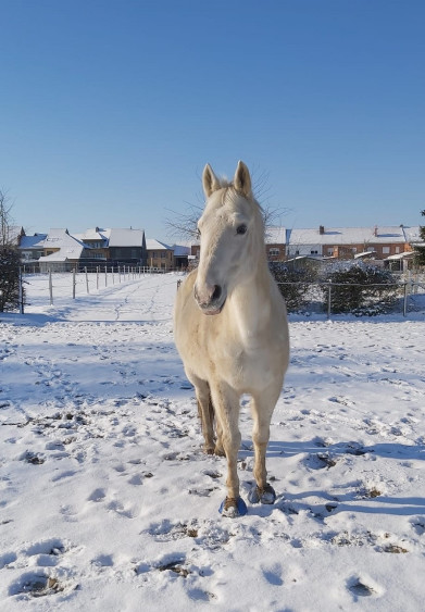 koudestress-sneeuw-paard-icetiti-800x1152