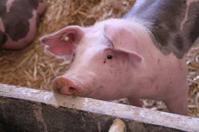 Uitkoopregeling varkensboeren loopt vertraging op