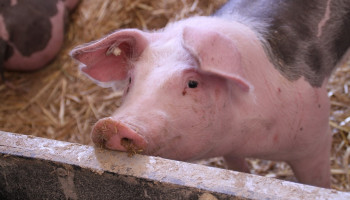Slachtingen runderen en varkens op laagste niveau in 30 jaar