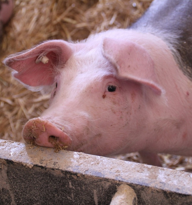 Uitkoopregeling varkensboeren loopt vertraging op