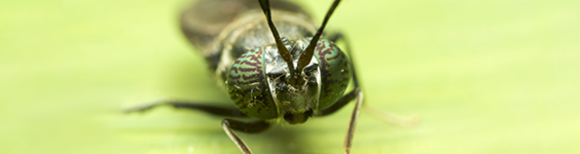 Stakeholdersmeeting insecten: (Meer)waarde van insecten in een circulaire economie