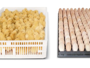 Vlaamse Petersime wereldtopper in broedmachines