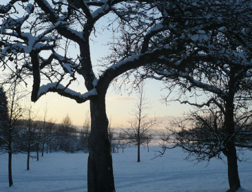 EU-steun voor vorstschade in Oost-Europa?