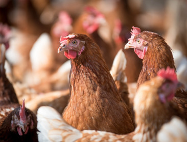 Vogelgriep: 13 landen beperken invoer Belgische gevogelte