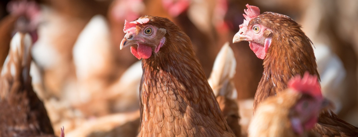 pluimveeleghenvogelgriep