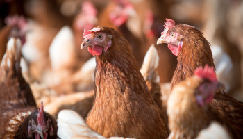 Brazilië roept noodtoestand uit na meerdere gevallen van vogelgriep
