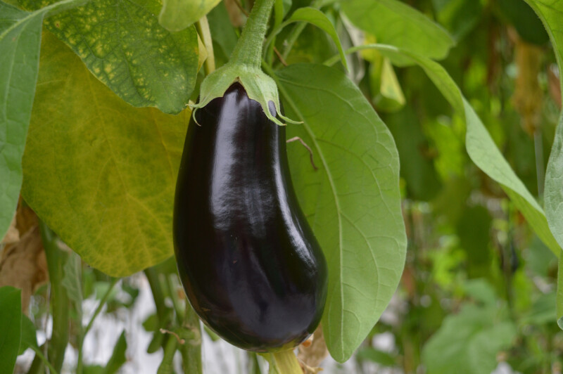 aubergine groot