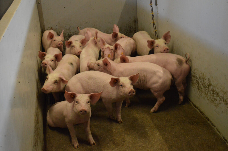 varkens biggen lange staart