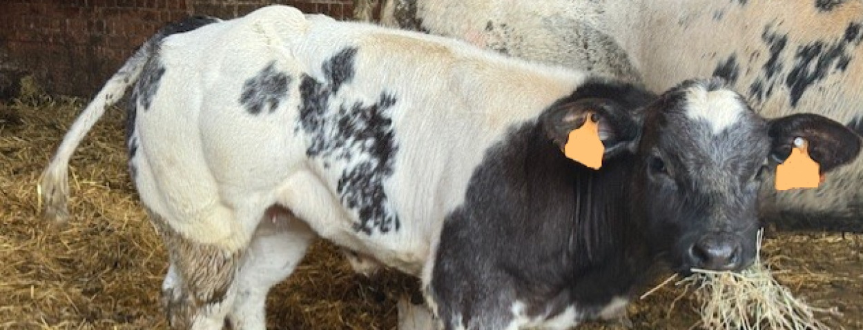 witblauw kalf