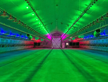 Dancing of kippenstal? Onderzoek ziet gelukkigere kippen met kleurlampen