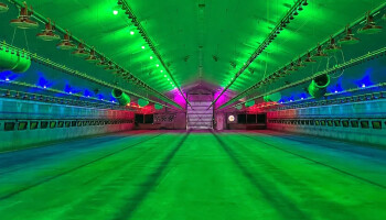 Dancing of kippenstal? Onderzoek ziet gelukkigere kippen met kleurlampen