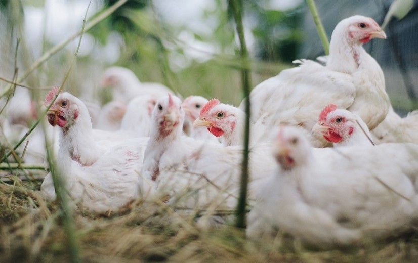 Supermarkten lossen beloftes niet in: pluimveehouders blijven achter met de rekening