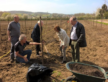 Proefveld met Schaarbeekse krieken aangelegd in Pamel