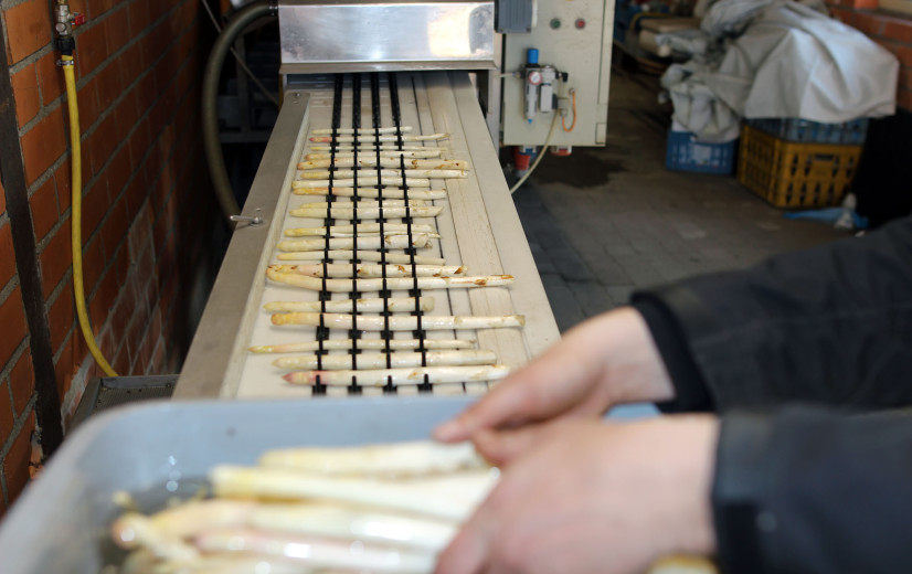 Snelle start aspergeseizoen weer geremd door de koude