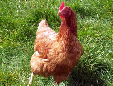 Laatste beschermingsgebied Newcastle Disease opgeheven