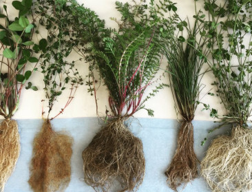 Humus is dood, leve de bodemorganische stof!