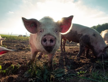 Eerste geval van vogelgriep bij varken vastgesteld in de Verenigde Staten