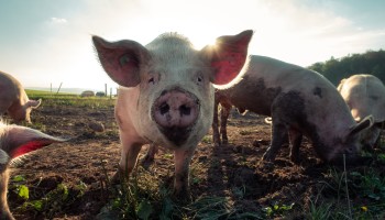 Eerste geval van vogelgriep bij varken vastgesteld in de Verenigde Staten