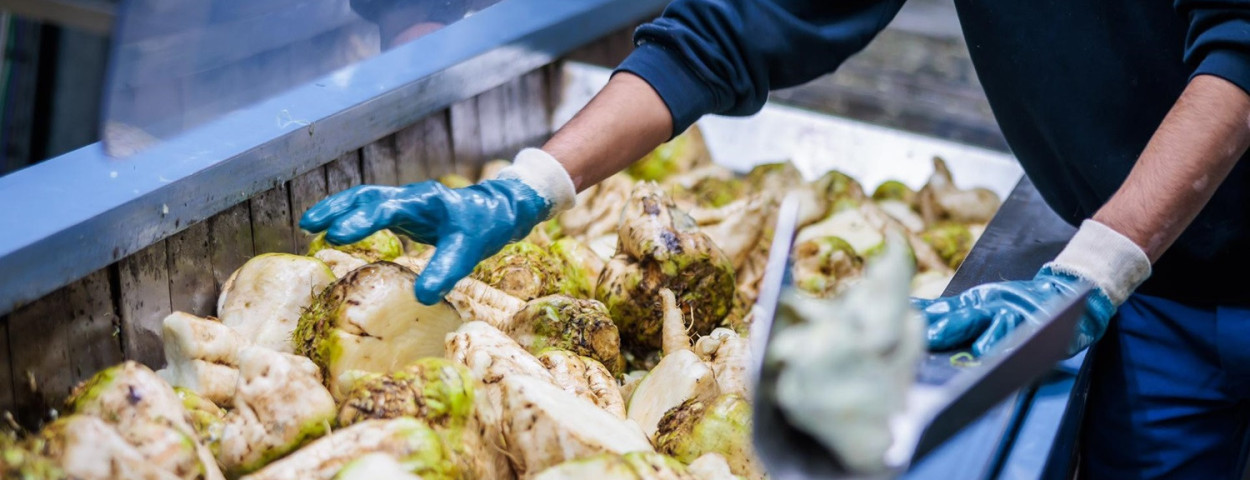 tiensesuikerbietencampagne22-1