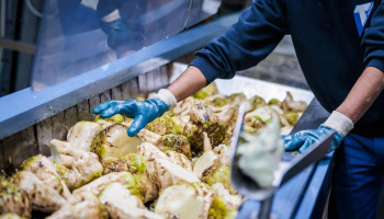 Bietencampagne Tiense Suikerraffinaderij gaat van start