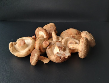 Colruyt gaat paddenstoelen kweken op een bedje van oud brood