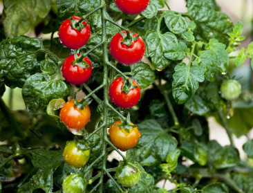 WUR start wedstrijd tomaten telen zonder menselijke tussenkomst