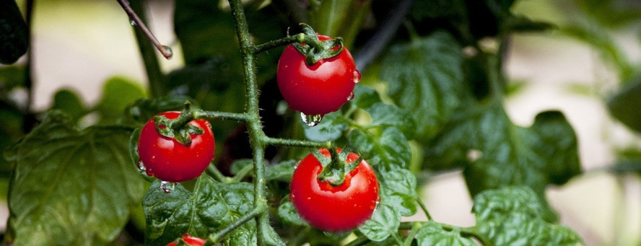tomaten (2)