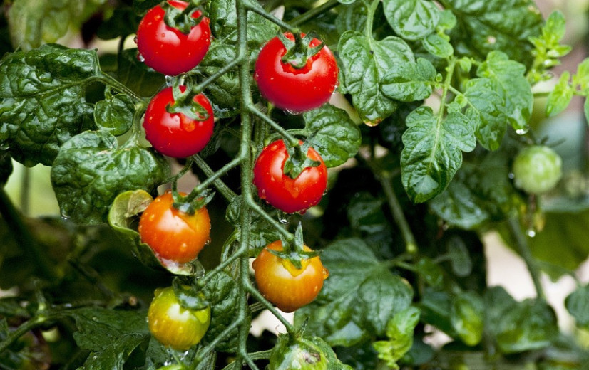 WUR start wedstrijd tomaten telen zonder menselijke tussenkomst