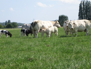 Opinie: “IBR uitroeien is een illusie, vaccineren is verstandiger”