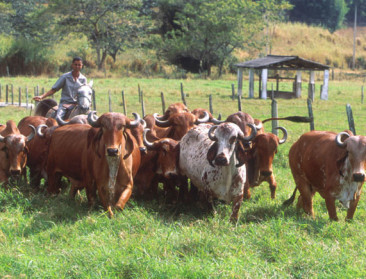 Stopt EU met import Braziliaans rundvlees omdat het niet gegarandeerd hormoonvrij is?