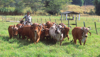 Stopt EU met import Braziliaans rundvlees omdat het niet gegarandeerd hormoonvrij is?
